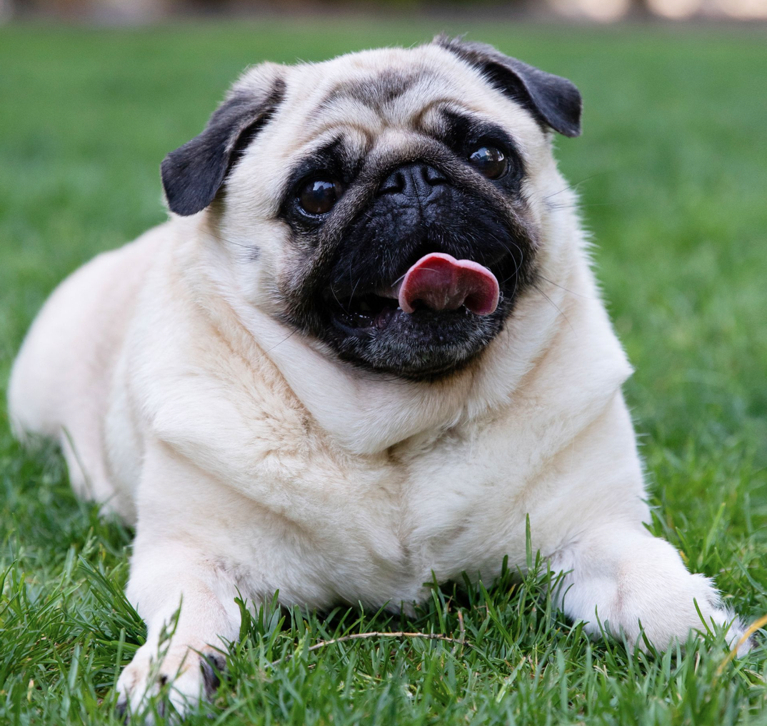 dog2.png
