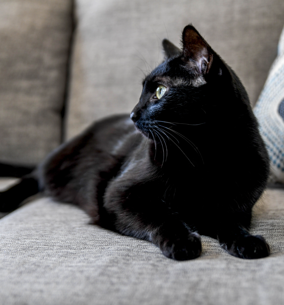 black-cat.png