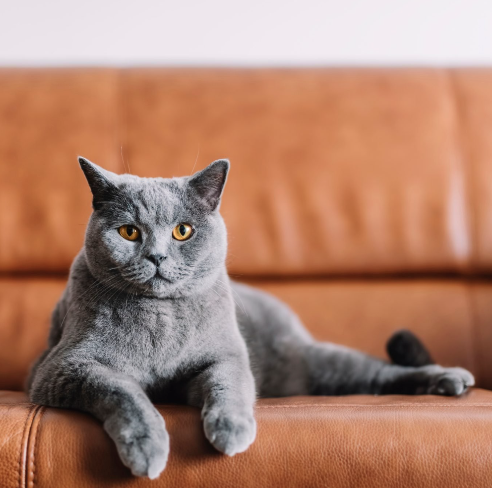 cat-sofa.png