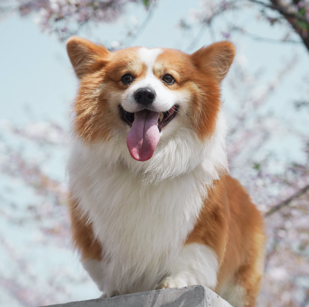 dog.png