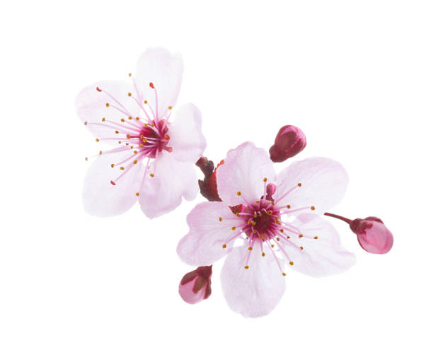 flower.jpg