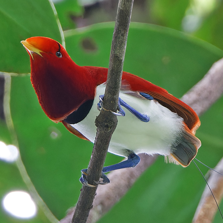 King Bird-of-Paradise_Cicinnurus regius_6.jpg