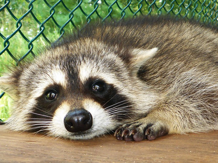 raccoon-20.jpg