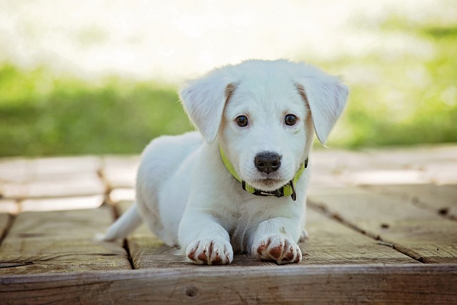 dog.jpg