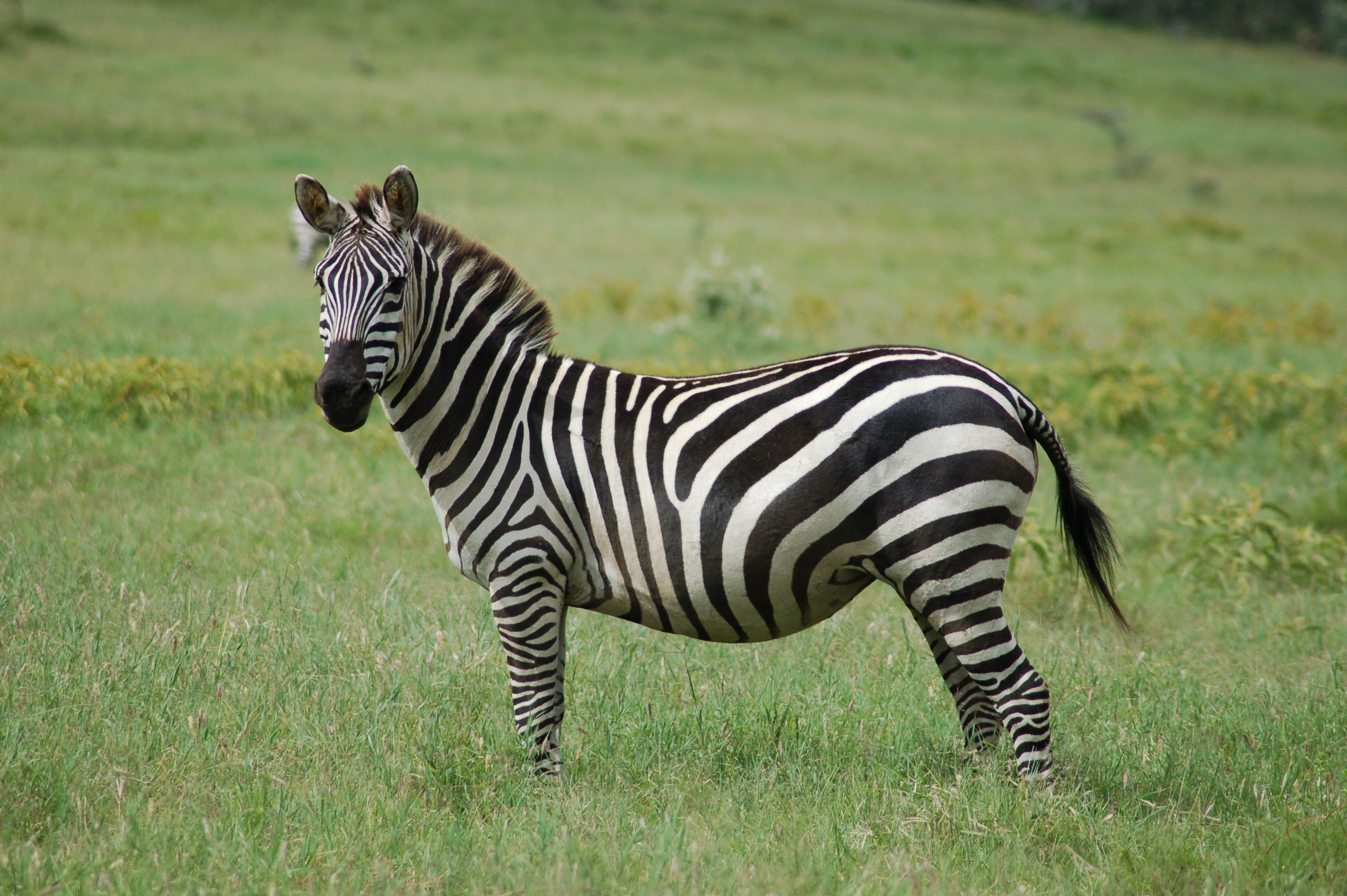 zebra.jpg