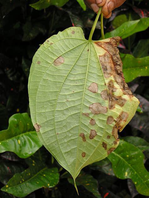 Anthracnose