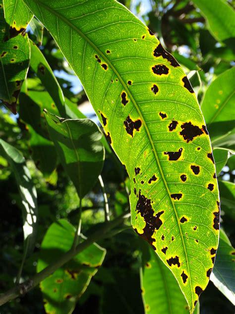 leaf Black Spot