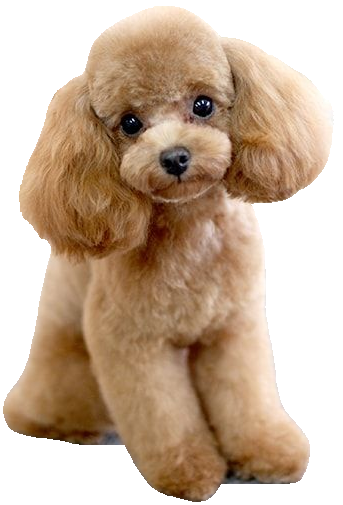 seg_poodle.png